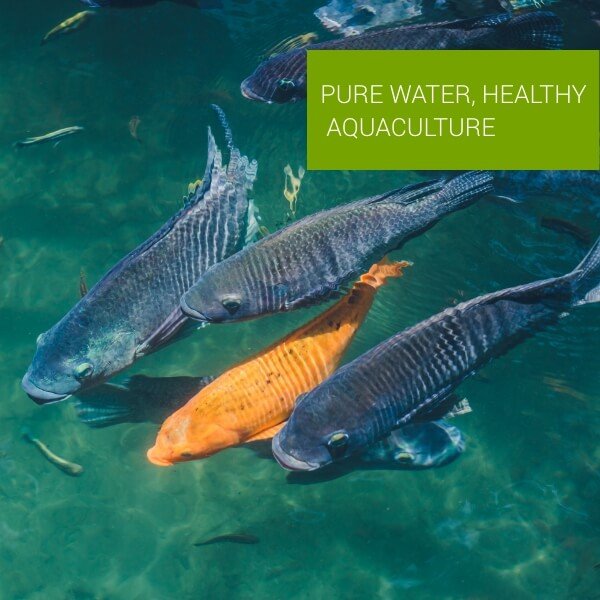 Aqua Culture 