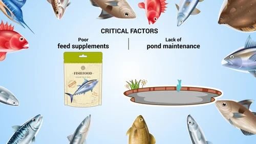 Aqua Feed Concentrate 
